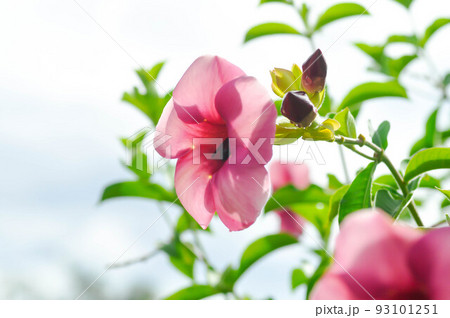 Allamanda blanchetii, Purple Allamanda or violet allamanda or Allamanda violacea 93101251
