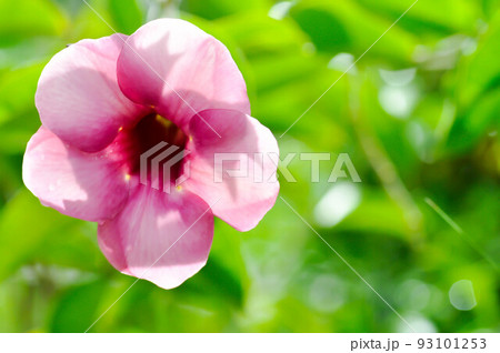 Allamanda blanchetii, Purple Allamanda or violet allamanda or Allamanda violacea or purple flower 93101253