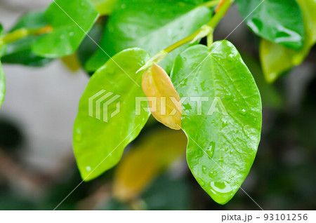 rain drop on ficus pumila or climbing fig plant ,rain drop on leaf 93101256