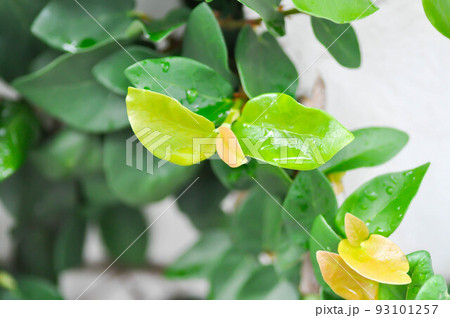 rain drop on ficus pumila or climbing fig plant ,rain drop on leaf rain drop on ficus pumila or climbing fig plant ,rain drop on leaf 93101257