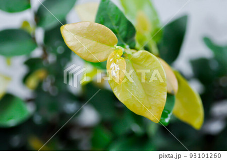 rain drop on ficus pumila or climbing fig plant ,rain drop 93101260