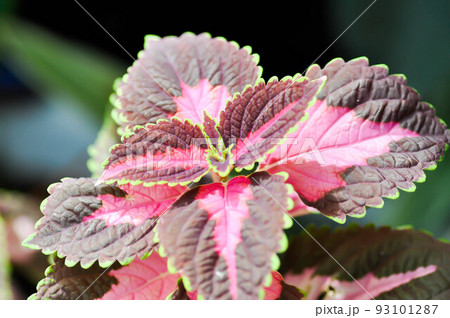 Plectranthus scutellarioides or Coleus, Painted nettle or red leaf 93101287