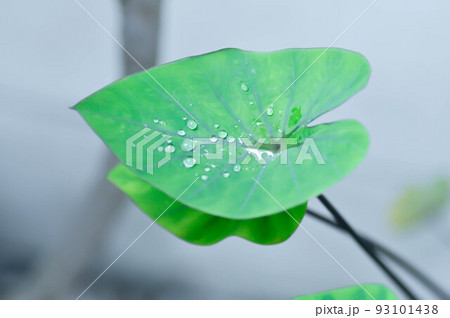Coffee Cups, Elephant Ear or Colocasia esculenta or Colocasia Coffee Cups, Elephant Ear or Colocasia esculenta or Colocasia 93101438