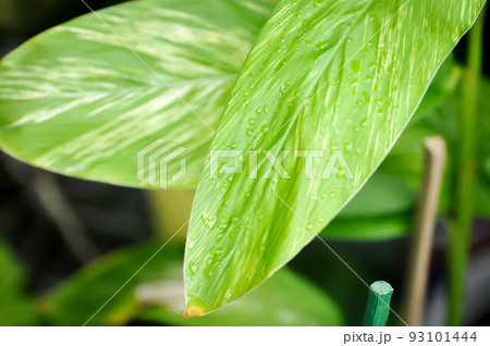 Alpinia Variegated Ginger or Alpinia Tricolor or alpinia galanga or Alpinia zerumbet or Willd 93101444