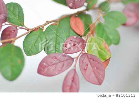 Chinese Fringe Flower, Loropetalum chinense or Loropetalum and rain drop on the leaf 93101515