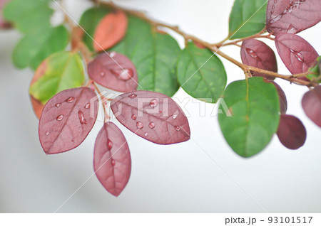 Chinese Fringe Flower, Loropetalum chinense or Loropetalum and rain drop on the leaf 93101517