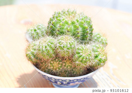 cactus , Mammillaria scrippsiana or succulent 93101612