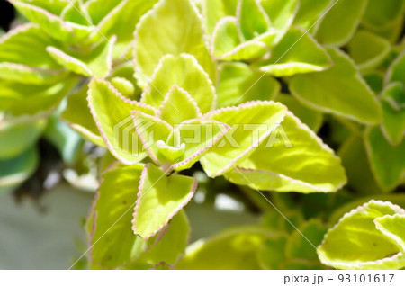 Indian borage, Country borage or Oreille or Oregano or Plectranthus amboinicus or Spreng or Coleus amboinicus Lour or Coleus aromaticus Benth or LAMIACEAE or LABIATAE Indian borage, Country borage or Oreille or Oregano or Plectranthus amboinicus or Spreng or Coleus amboinicus Lour or Coleus aromaticus Benth or LAMIACEAE or LABIATAE 93101617