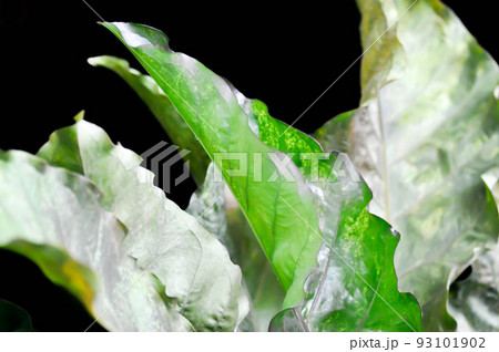 Anthurium Renaissance, Anthurium plant in...の写真素材 [93101902