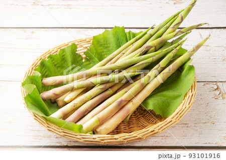 根曲がり竹 93101916