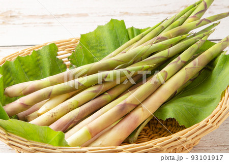 根曲がり竹 93101917