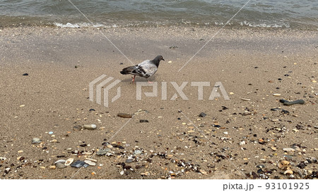 a pigeon walks on wet beige sand a pigeon walks on wet beige sand 93101925