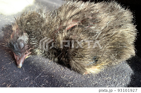 hatched newborn black wet chick sleeps hatched newborn black wet chick sleeps 93101927