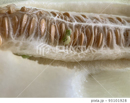 a green sprout in the seeds of a cut melon a green sprout in the seeds of a cut melon 93101928