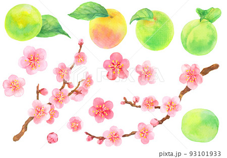 水彩_葉のついた梅の実と梅の花の素材集 93101933