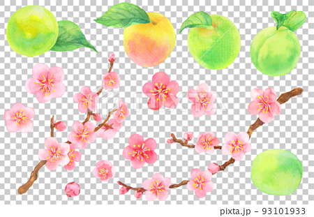 水彩_葉のついた梅の実と梅の花の素材集 93101933