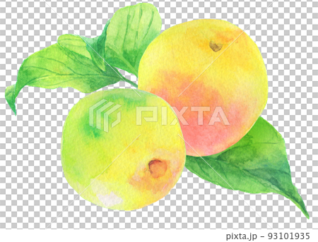 水彩_赤みのある梅の実2つ_葉あり 水彩_赤みのある梅の実2つ_葉あり 93101935