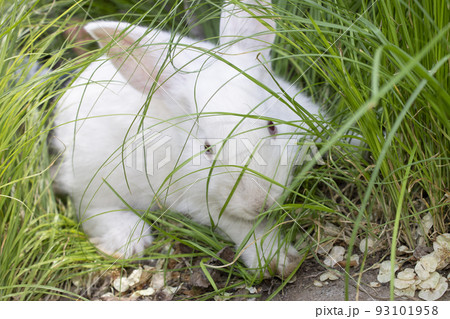 a frightened white rabbit in the green grass a frightened white rabbit in the green grass 93101958
