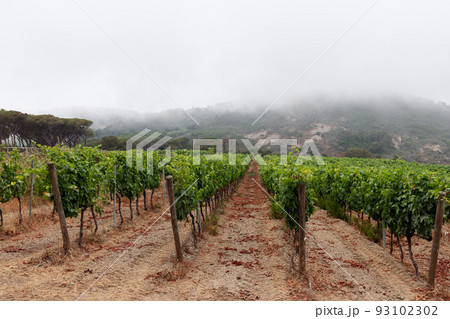 One of the many vineyards of the island of Elba on a hill in the predawn mist 93102302
