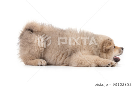 Adorable beige Eurasier puppy lying Adorable beige Eurasier puppy lying 93102352