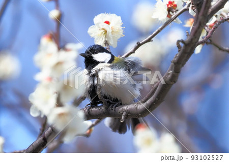 梅の花と羽をばたつかせるシジュウカラ 梅の花と羽をばたつかせるシジュウカラ 93102527