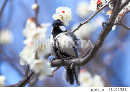 梅の花と羽をばたつかせるシジュウカラ  　　 93102528