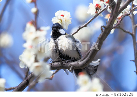 梅の花と羽をばたつかせるシジュウカラ  　　 93102529