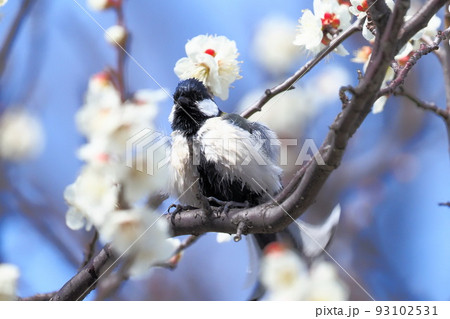 梅の花と羽をばたつかせるシジュウカラ  　　 93102531