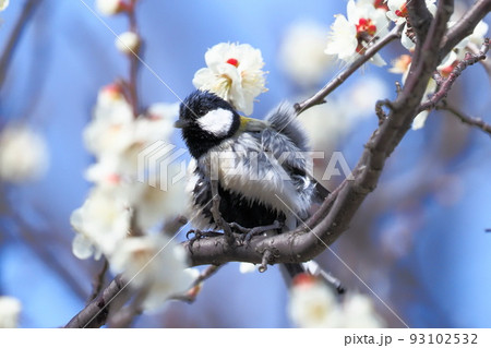 梅の花と羽をばたつかせるシジュウカラ  　　 93102532