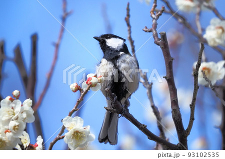 梅の花と羽をばたつかせるシジュウカラ 梅の花と羽をばたつかせるシジュウカラ 93102535