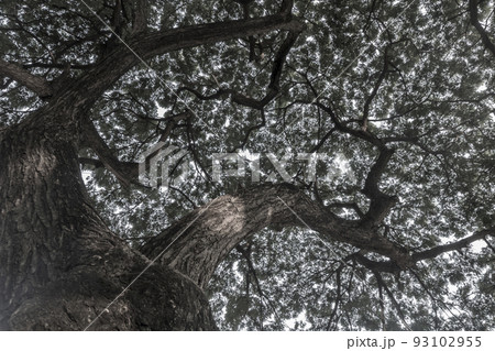 The warm spring sunlight shines through old trees, creating beautiful patterns. Suitable for making through the background. The warm spring sunlight shines through old trees, creating beautiful patterns. Suitable for making through the background. 93102955