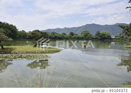 大沢池　大覚寺 93103372