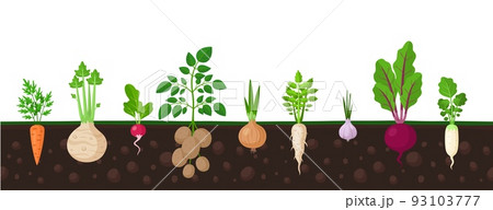 Vegetables in ground. Garden fresh veggies, turnip potato root, carrot and onion vegetable. Planted radish grow, agriculture farm garish vector banner Vegetables in ground. Garden fresh veggies, turnip potato root, carrot and onion vegetable. Planted radish grow, agriculture farm garish vector banner 93103777