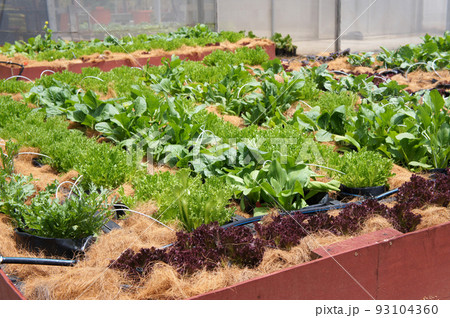 MELAKA, MALAYSIA -JULY 9, 2021: Vegetables are planted in a mixture and water is supplied with a drip irrigation system. Coconut husks are placed on the top of the soil to retain moisture. 93104360