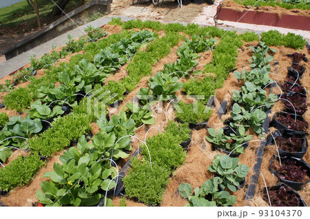 MELAKA, MALAYSIA -JULY 9, 2021: Vegetables are planted in a mixture and water is supplied with a drip irrigation system. Coconut husks are placed on the top of the soil to retain moisture. 93104370