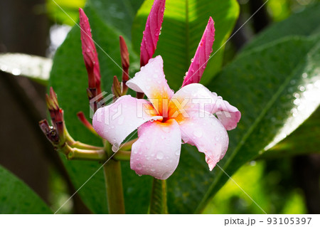 Plumeria flower with green leaves 93105397