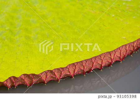 Beautiful blooming lotus flower with leaves, Waterlily pond 93105398