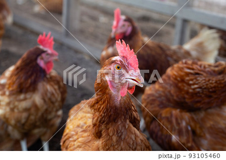 Hens in the chicken farm. Organic poultry house. 93105460