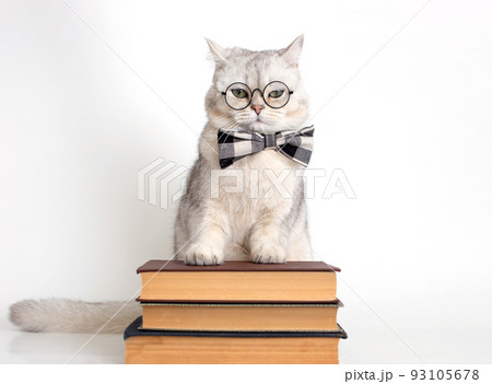 Funny serious white cat in a bow tie and glasses, standing on a stack of books, isolated 93105678