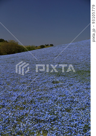 ひたち海浜公園のネモフィラ 93105779
