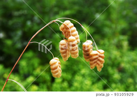 爽やかな風に揺れる、コバンソウの花 93105929