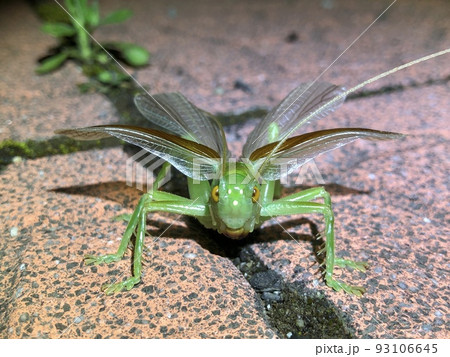 威嚇するコロギス Prosopogryllacris japonica ♂ 93106645