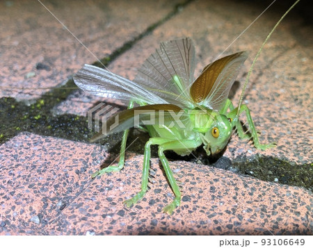 威嚇するコロギス Prosopogryllacris japonica ♂ 93106649