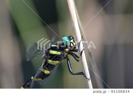 オニヤンマ Anotogaster sieboldii ♂ オニヤンマ Anotogaster sieboldii ♂ 93106834