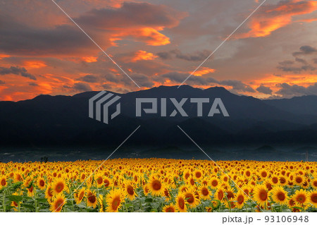 山梨県北杜市明野町浅尾　明野サンフラワーフェスの満開のひまわりと南アルプスの山並みと夕焼け空 93106948
