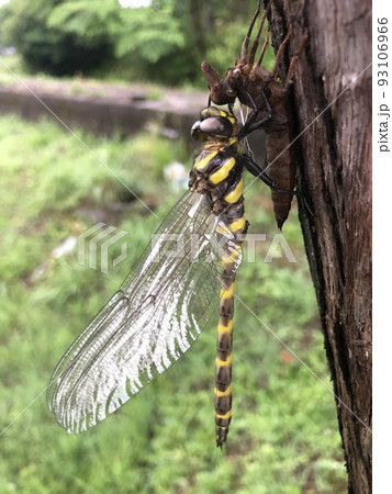 オニヤンマ Anotogaster sieboldii 93106966