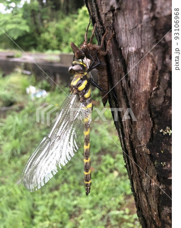 オニヤンマ Anotogaster sieboldii 93106968