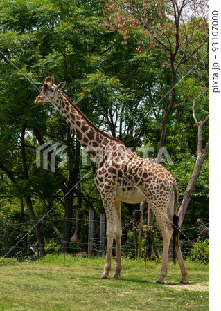 大阪の天王寺動物園のキリン 大阪の天王寺動物園のキリン 93107000
