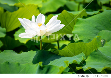 緑の葉っぱの中に咲き誇る白い蓮の花 93107066