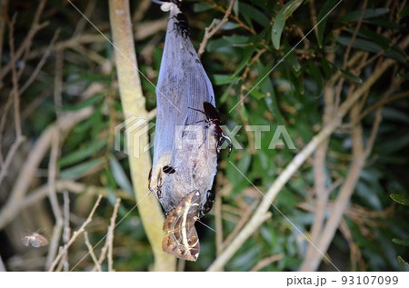 バナナトラップに集まるアマミノコギリクワガタ(奄美大島) バナナトラップに集まるアマミノコギリクワガタ(奄美大島) 93107099